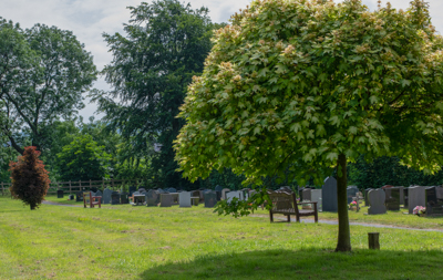 Trees at Sandiacre Cemetery