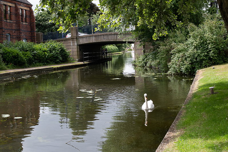 A view of Erewash Canal showing a swan and the bridge in Sandiacre Village Centre