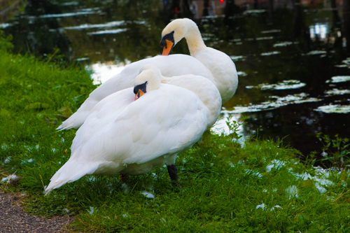 Swans alongside the Erewash Canal at Padmore Moorings